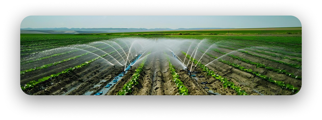 Irrigation Field